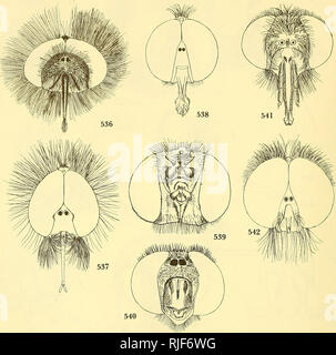 . Bee flies of the world: the genera of the family Bombyliidae. Bombyliidae; Parasites. 514 BEE PLIES OF THE WORLD. Figures 536-542.—536, Acreotrichus gibbicornis Macquart. 537, Amictogeron lasiocornis Hesse, holotype. 538, Onchopelma fulchella Hesse, type. 539, Xenoprosopa paradoxa Hesse, after Hesse. 540, Lepidophora lepidocera Wiedemann. 541, Cyrtomyia chilensis Paranaonov. 542, Marmasoma sumptuosa White.. Please note that these images are extracted from scanned page images that may have been digitally enhanced for readability - coloration and appearance of these illustrations may not perfe Stock Photo