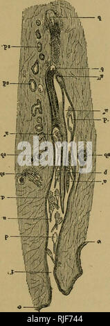 . The cat, a guide to the classification and varieties of cats and a short treaties upon their care, diseases, and treatment. Cats. DISEASES OF CATS 115 into the sebaceous glands. This insect is ex- ti-emely irritating, causing the animal to rub and scratch. Examination around the roots of the whiskers and on the skin of the paws. Fig. 24.—Hair-follicle and Sebaceous Glands Affected by Demodex Folliculorum.. Please note that these images are extracted from scanned page images that may have been digitally enhanced for readability - coloration and appearance of these illustrations may not perfec Stock Photo