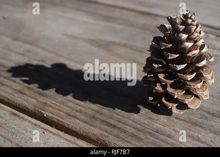 Close-up photo of a single grey pine cone casting a shadow on a picnic table during the winter in Columbia, South Carolina. Stock Photo