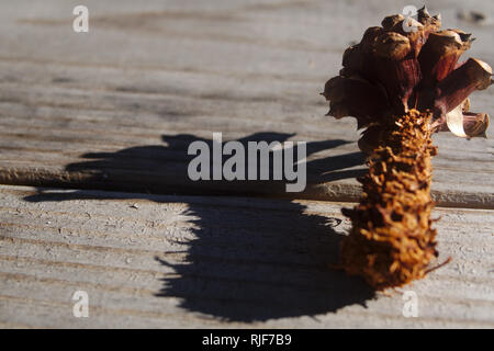 Close-up photo of a single brown pine cone casting a shadow on picnic table during the winter in columbia, south carolina. Stock Photo