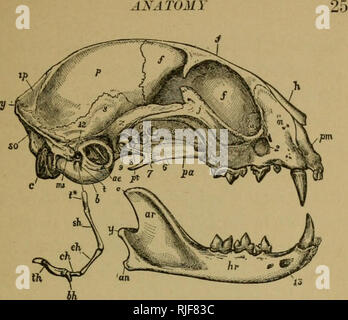 . The cat, a guide to the classification and varieties of cats and a short treaties upon their care, diseases, and treatment. Cats. Fig. 3.— Skull of the Cai C JJTK,. Please note that these images are extracted from scanned page images that may have been digitally enhanced for readability - coloration and appearance of these illustrations may not perfectly resemble the original work.. Huidekoper, Rush Shippen, 1854-1901. New York, D. Appleton and company Stock Photo