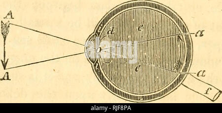 The vision. Light rays from an object pass through the cornea, pupil ...