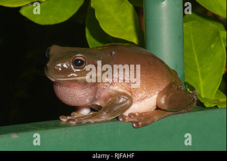 Green Tree Frog (Litoria caerulea) being bitten by mosquitoes, Cairns, Far North Queensland, FNQ, QLD, Australia Stock Photo
