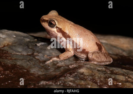 Sideways view of a Desert Tree Frog (Litoria rubella), Cairns, Far North Queensland, FNQ, QLD, Australia Stock Photo