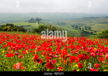 Aerial view on a typical hilly Tuscan countryside in Val d’Orcia with the farm Podere Belvedere on a hill, fields, cypresses, red blooming poppies (Pa Stock Photo