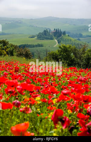 Aerial view on a typical hilly Tuscan countryside in Val d’Orcia with the farm Podere Belvedere on a hill, fields, cypresses, red blooming poppies (Pa Stock Photo