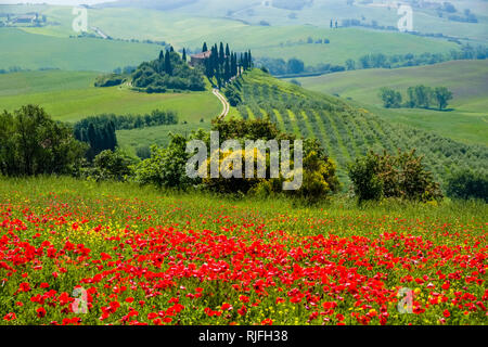 Aerial view on a typical hilly Tuscan countryside in Val d’Orcia with the farm Podere Belvedere on a hill, fields, cypresses and red blooming poppies  Stock Photo