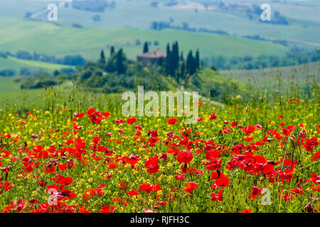 Aerial view on a typical hilly Tuscan countryside in Val d’Orcia with the farm Podere Belvedere on a hill, fields, cypresses and red blooming poppies  Stock Photo