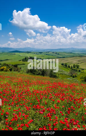 Aerial view on a typical hilly Tuscan countryside in Val d’Orcia with the farm Podere Belvedere on a hill, fields, cypresses and red blooming poppies  Stock Photo