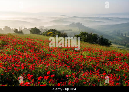 Aerial view on a typical hilly Tuscan countryside in Val d’Orcia with the farm Podere Belvedere on a hill, fields, cypresses, red blooming poppies (Pa Stock Photo