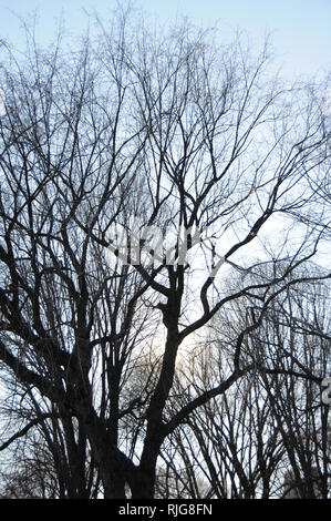 A tangle of branches from winter trees hibernating in winter set against the sky. Stock Photo