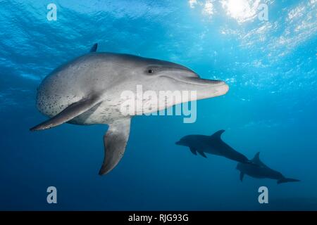 Bottlenose dolphins (Tursiops truncatus), male, under water surface in sunshine, backlight, Red Sea, Egypt Stock Photo