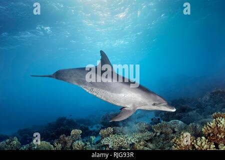 Bottlenose dolphin (Tursiops truncatus), female, swims under water surface in sunshine over coral reef, Red Sea, Egypt Stock Photo