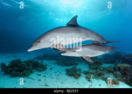 Bottlenose dolphins (Tursiops truncatus), dam with calf, swimming in shallow water over coral reef in sunshine, Red Sea, Egypt Stock Photo