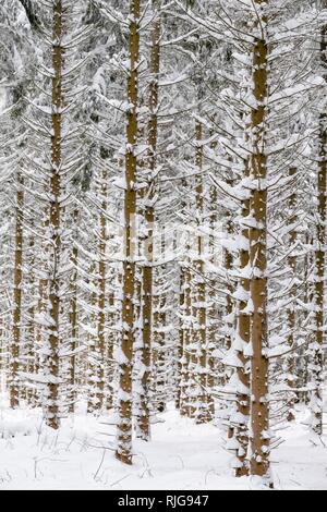 Snow-covered tree trunks in the forest, spruces (ficus) with snow, nature park Jauerling, Wachau, Lower Austria, Austria Stock Photo