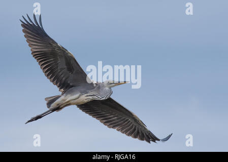 A grey heron glides gracefully through the air in the Kruger National Park, South Africa. Stock Photo