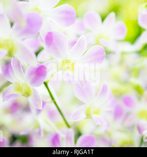 Beautiful pale pink orchid flowers in tropical garden Stock Photo