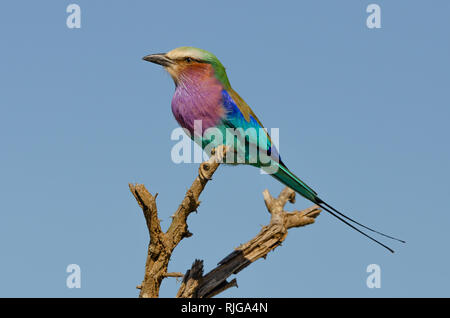 A lilac-breasted roller sits on a twig in a dead tree in the Kruger National Park, South Africa. Stock Photo