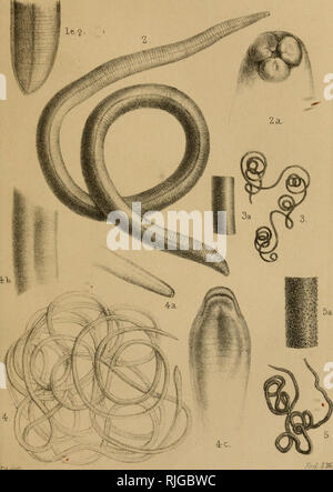 . Catalogue of the species of Entozoa, or intestinal worms, contained in the collection of the British Museum. Worms; Helminths. ib.<?. :/- S.We.sL. hw. 1 Ancans siiniLis. o.Mernus spiralis. 2. .Ascans bitafia. 4. Gt'];driip pJalYura .:ofv!i;j.. Please note that these images are extracted from scanned page images that may have been digitally enhanced for readability - coloration and appearance of these illustrations may not perfectly resemble the original work.. British Museum (Natural History). Dept. of Zoology; Baird, William, 1803-1872. London : Printed by order of Trustees Stock Photo