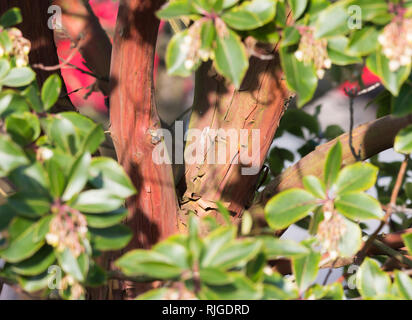 Closeup of the trunk and peeling bark of a Strawberry Tree (Arbutus unedo), a reddish tree growing in Winter in the UK. Stock Photo