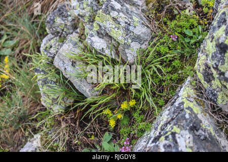 Northern spleenwort, Asplenium septentrionale on Sharr mountain, Kosovo, Serbia Stock Photo