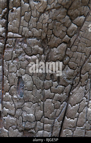 Burned tree trunk, closeup on wooden texture Stock Photo