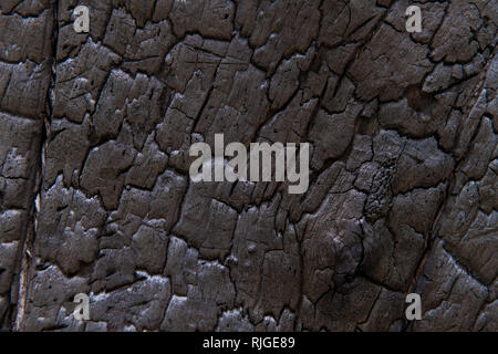 Burned tree trunk, closeup on wooden texture Stock Photo