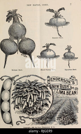 . Catalogue of seeds and plants for spring 1894. Vegetables Seeds Catalogs; Herbs Seeds Catalogs; Flowers Catalogs; Commercial catalogs Connecticut New Haven. . Please note that these images are extracted from scanned page images that may have been digitally enhanced for readability - coloration and appearance of these illustrations may not perfectly resemble the original work.. Robert Veitch &amp; Son; Henry G. Gilbert Nursery and Seed Trade Catalog Collection. New Haven, C. T. : Robert Veitch &amp; Son