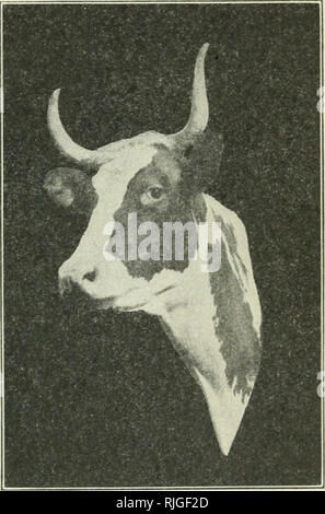 . Beginnings in animal husbandry. Livestock; Poultry. THE BREEDS OF CATTLE 69 Devon, and Hereford cattle are said to have been owned by the farmers of that region. From the mingUng of color of these breeds we get the red, brown, and white markings that are features of the Ayrshire. At the beginning of the nineteenth century there were cows in southwest Scotland that were famous milkers, and by offering prizes for compe- tition, the Scotch people have still more encour- aged large milk produc- tion. The mature Ayr- shire bull weighs about 1500 and the cows nearly HOG pounds. While a true dairy  Stock Photo