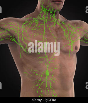 Illustration of human body lymphatic system Stock Photo - Alamy