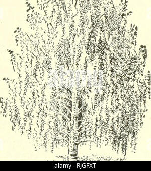 Birch tree from the base of the trunk Stock Photo - Alamy