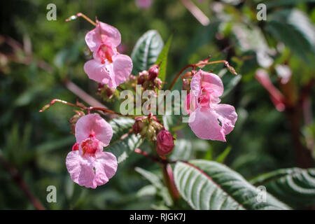 Impatiens glandulifera - Himalayan Balsam in flower in Serbia (Kosovo)