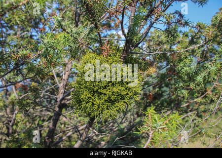 Parasitic plant Arceuthobium juniperine - dwarf mistletoes on Juniperus tree Stock Photo