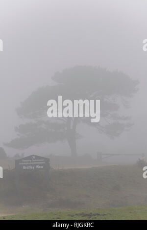 A lone scot pine tree at Bratley View in the New Forest national park in Hampshire Stock Photo