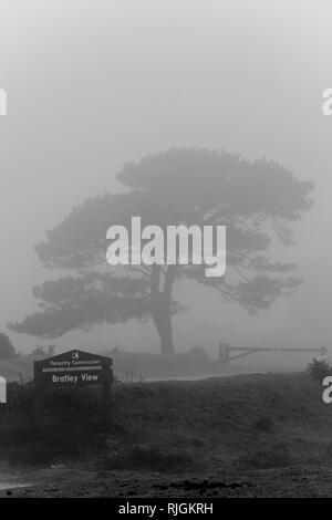 Black & Whire version. A lone scot pine tree at Bratley View in the New Forest national park in Hampshire Stock Photo
