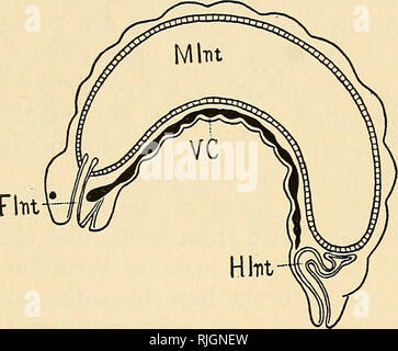 Picture of Can You Eat Honey During Pregnancy? - FirstCry Parenting