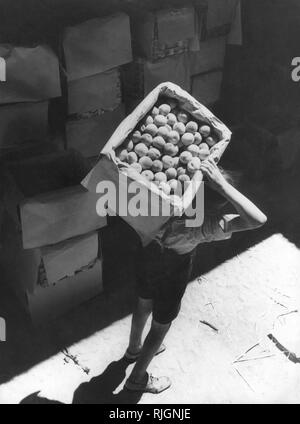 fruit harvesting, 1920-30 Stock Photo