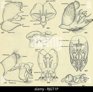 . Bee flies of the world: the genera of the family Bombyliidae. Bombyliidae; Parasites. ILLUSTRATIONS OF BOMBYLIIDAE 551. 864 Figures 857-864.—857, Oligodranes bifarius Melander, lateral aspect. 858, Oligodranes bifarius Melander, dorsal aspect. 859, Geron sp., lateral aspect. 860, Geron sp., dorsal aspect. 861, Geron sp., axial system. 862, Pseudoamictus heteropterus Wiedemann, lateral aspect, 863, Pseudoamictus heteropterus Wiedemann, dorsal aspect. 864, Pseudoamictus heteropterus Wiedemann, axial system.. Please note that these images are extracted from scanned page images that may have bee Stock Photo