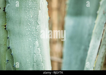 Close up agave plant leaf with dew droplets on it Stock Photo