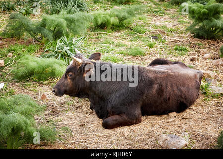 Brown dexter cow cattle lying down and resting in a meadow field. Stock Photo