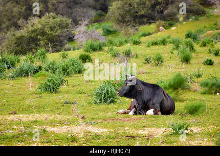 Black gloucester cattle cow lying down and resting in a green meadow field. Stock Photo