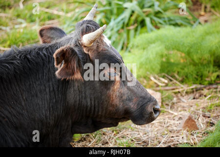 Close up head portrait of a black brown dexter cow cattle lying down in a meadow field. Stock Photo