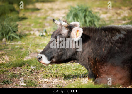Close up head portrait of a black brown dexter cow cattle lying down in a meadow field. Stock Photo