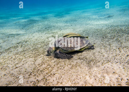 Sea turtle with two remora fishes on its shell grazing sea grass on the sandy seabed of the Red Sea in Egypt Stock Photo