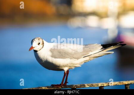 Seagull on a Railing by the River Thames in Wandsworth park - South West London, England Stock Photo