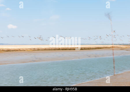 Sea gulls flying at the habor of Nordstrand in the winter season, Nordfriesland, Schleswig-Holstein, Germany, Europe Stock Photo
