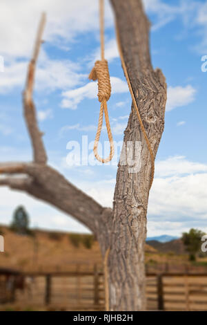Hangman Noose in a Tree Stock Photo