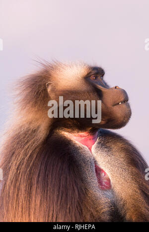 Gelada Baboon (Theropithecus gelada). Portrait of dominant male. Ethiopia Stock Photo