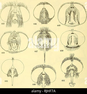 . Bee flies of the world: the genera of the family Bombyliidae. Bombyliidae; Parasites. 502 BEE PLIES OP THE WORLD. Figures 443-451.—443, Sisyromyia brevirostris Mac- quart. 444, Systoechus vulgaris Loew. 445, Iso- cnemus nemestrinus Bezzl, type, male. 446, Sisyro- phanus abdominalis Bezzi, type, male. 447, Ana- stoechus trisignatus Portschinsky. 448, Lissomerus niveicomatus Austen, type. 449, Zinnomyia karo- oensis Hesse. 450, Acrophthalmyda sphenoptera Loew. 451, Eusurhus crassilabris Macquart.. Please note that these images are extracted from scanned page images that may have been digitally Stock Photo