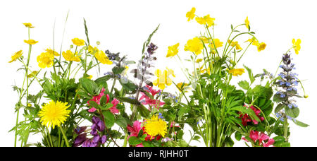 Spring Flowers Panorama on white Background Stock Photo
